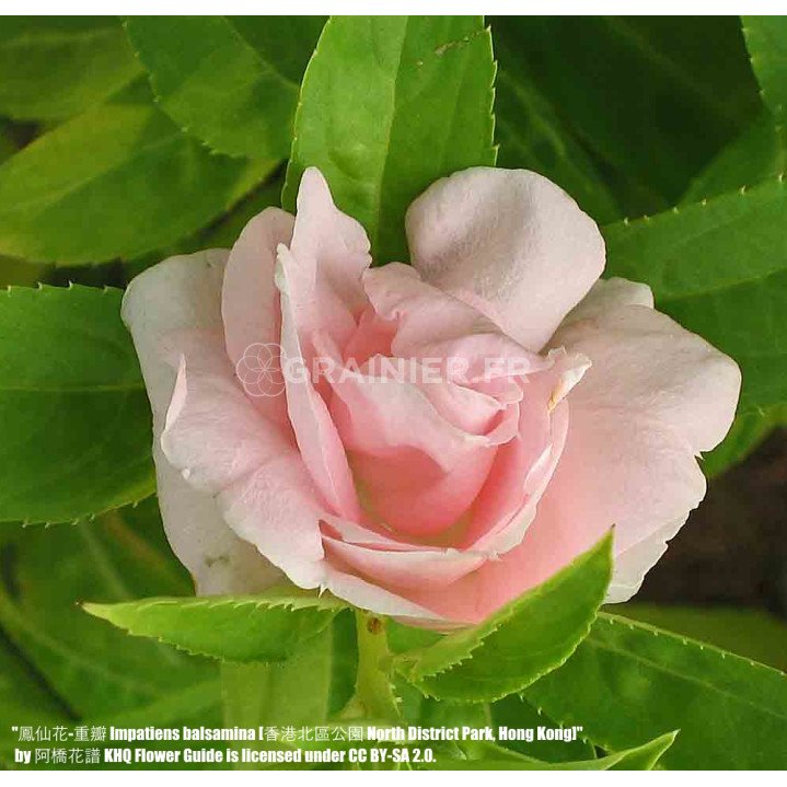 Balsamine, impatients with camellia flowers mixture image